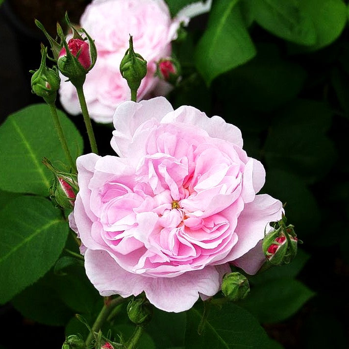 Historische Strauchrose 'Fantin Latour' (Rosa STR IV)