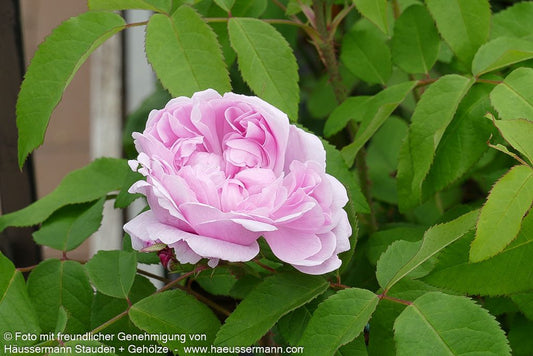 Historische Strauchrose 'Jacques Cartier' (Rosa  STR VI)