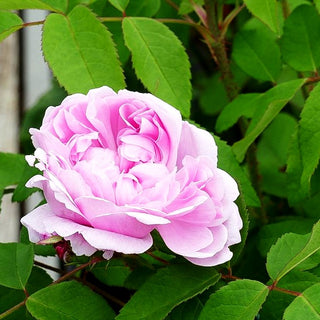 Historische Strauchrose 'Jacques Cartier' (Rosa STR VI)