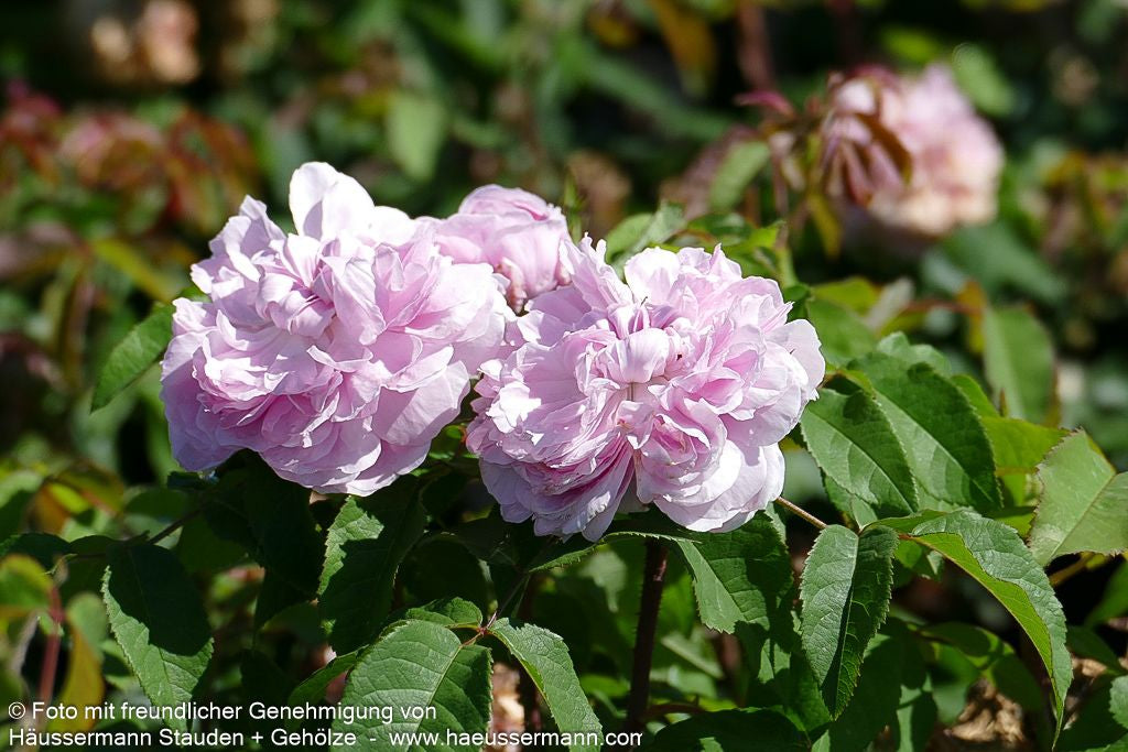 Historische Strauchrose 'Jacques Cartier' (Rosa  STR VI)
