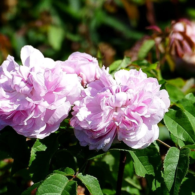 Historische Strauchrose 'Jacques Cartier' (Rosa STR VI)