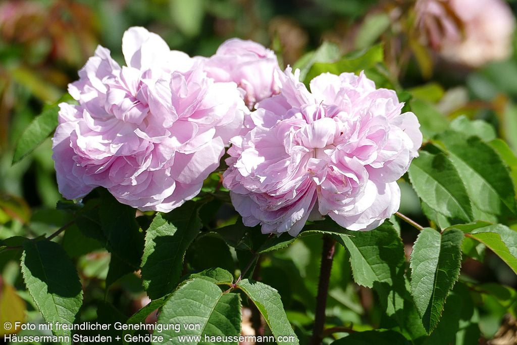 Historische Strauchrose 'Jacques Cartier' (Rosa  STR VI)