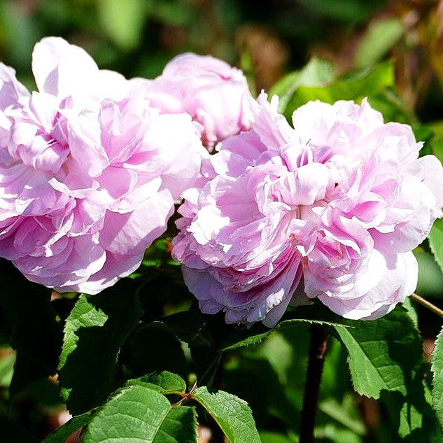Historische Strauchrose 'Jacques Cartier' (Rosa STR VI)