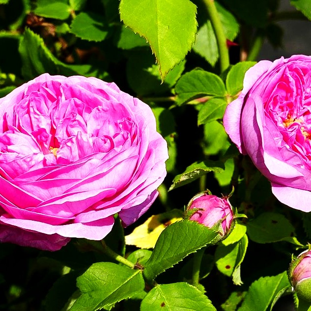 Historische Strauchrose 'Louise Odier' (Rosa STR IV)