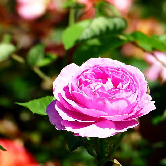Historische Strauchrose 'Louise Odier' (Rosa STR IV)