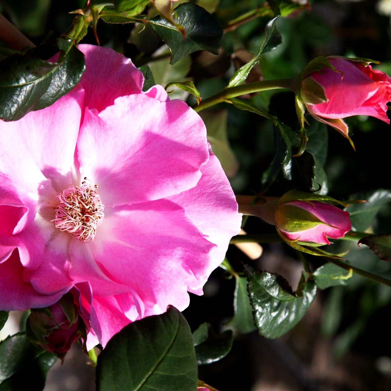 Historische Strauchrose 'Louise Odier' (Rosa STR IV)
