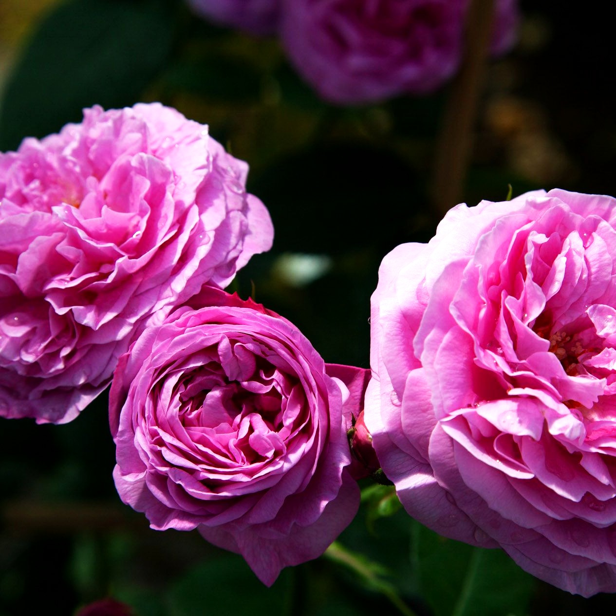Historische Strauchrose 'Louise Odier' (Rosa STR IV)