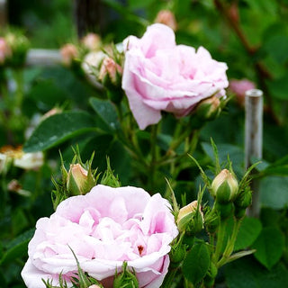 Historische Strauchrose 'Maiden's Blush' (Rosa STR V)