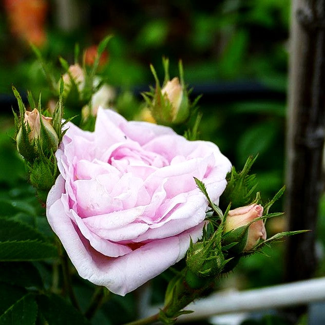 Historische Strauchrose 'Maiden's Blush' (Rosa STR V)