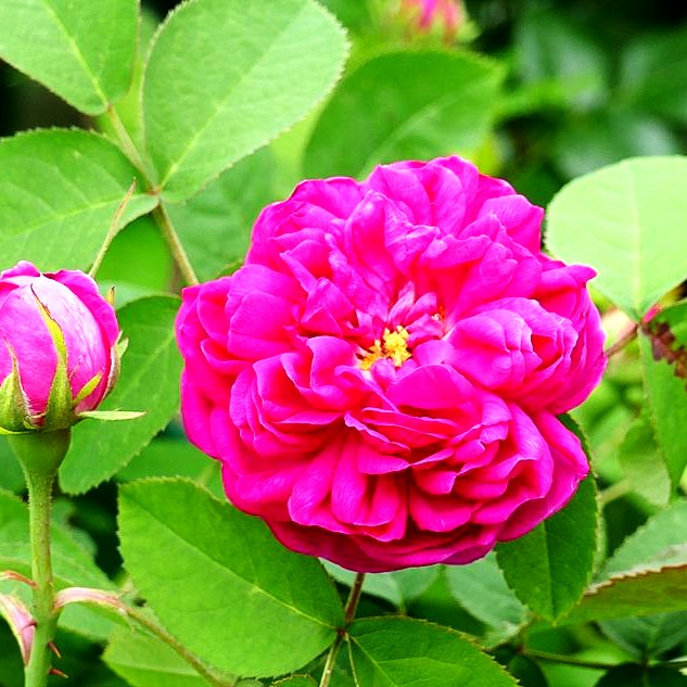 Historische Strauchrose 'Rose de Resht' (Rosa STR V)