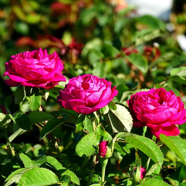 Historische Strauchrose 'Rose de Resht' (Rosa STR V)