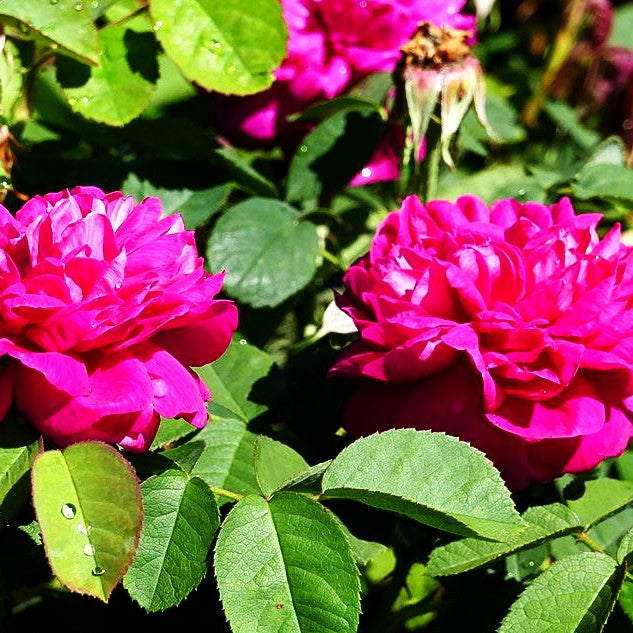 Historische Strauchrose 'Rose de Resht' (Rosa STR V)