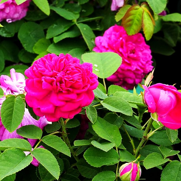 Historische Strauchrose 'Rose de Resht' (Rosa STR V)