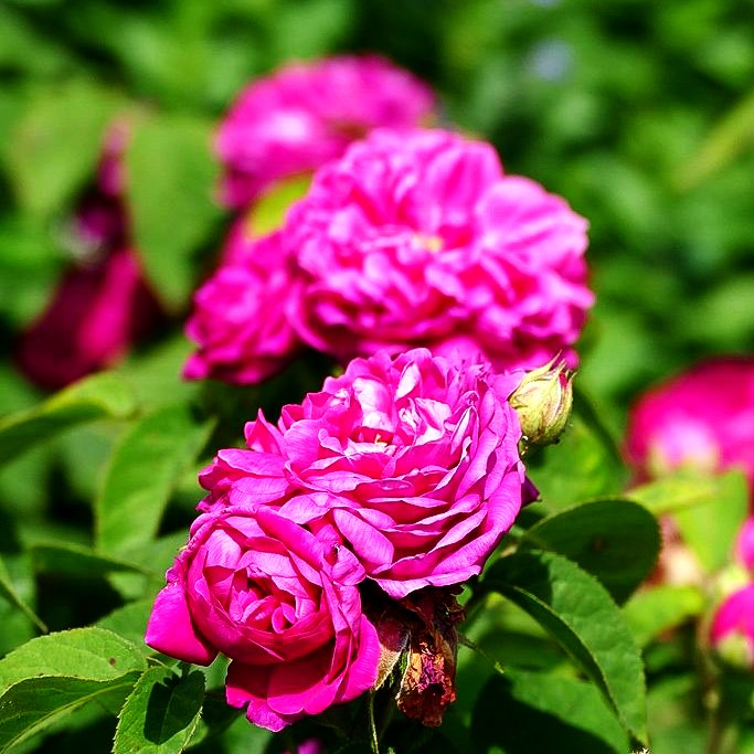 Historische Strauchrose 'Rose de Resht' (Rosa STR V)