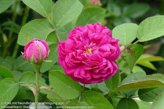 Historische Strauchrose 'Rose de Resht' 'Rose de Resht' (Rosa  STR V)