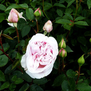 Historische Strauchrose 'Souvenir de la Malmaison' (Rosa STR VI)