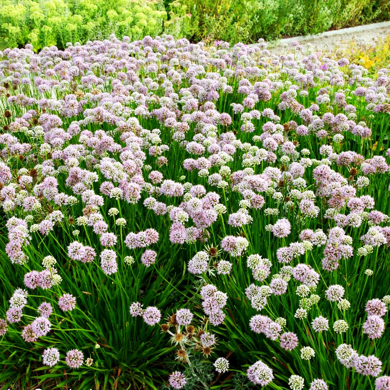 Hochsommer-Lauch 'Summer Beauty' (Allium senescens)