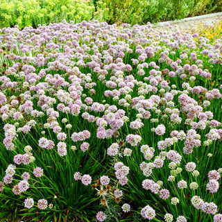 Hochsommer-Lauch 'Summer Beauty' (Allium senescens)
