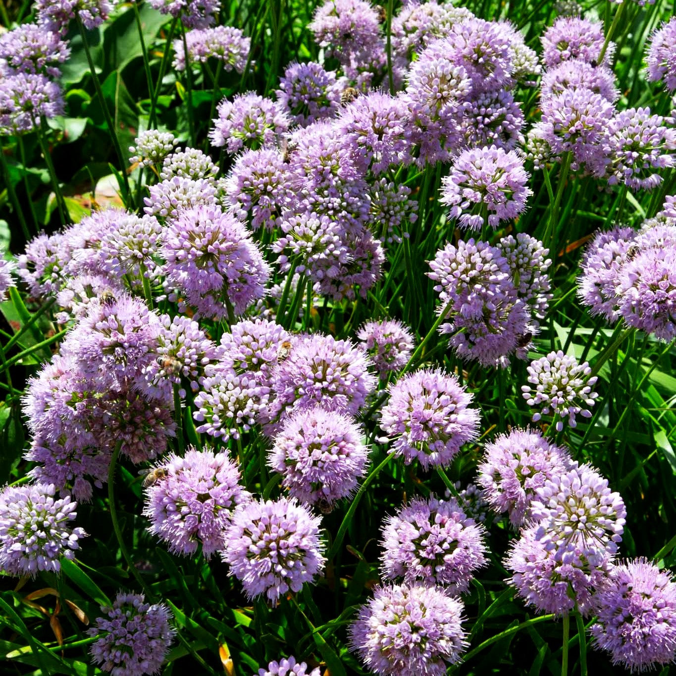 Hochsommer-Lauch 'Summer Beauty' (Allium senescens)