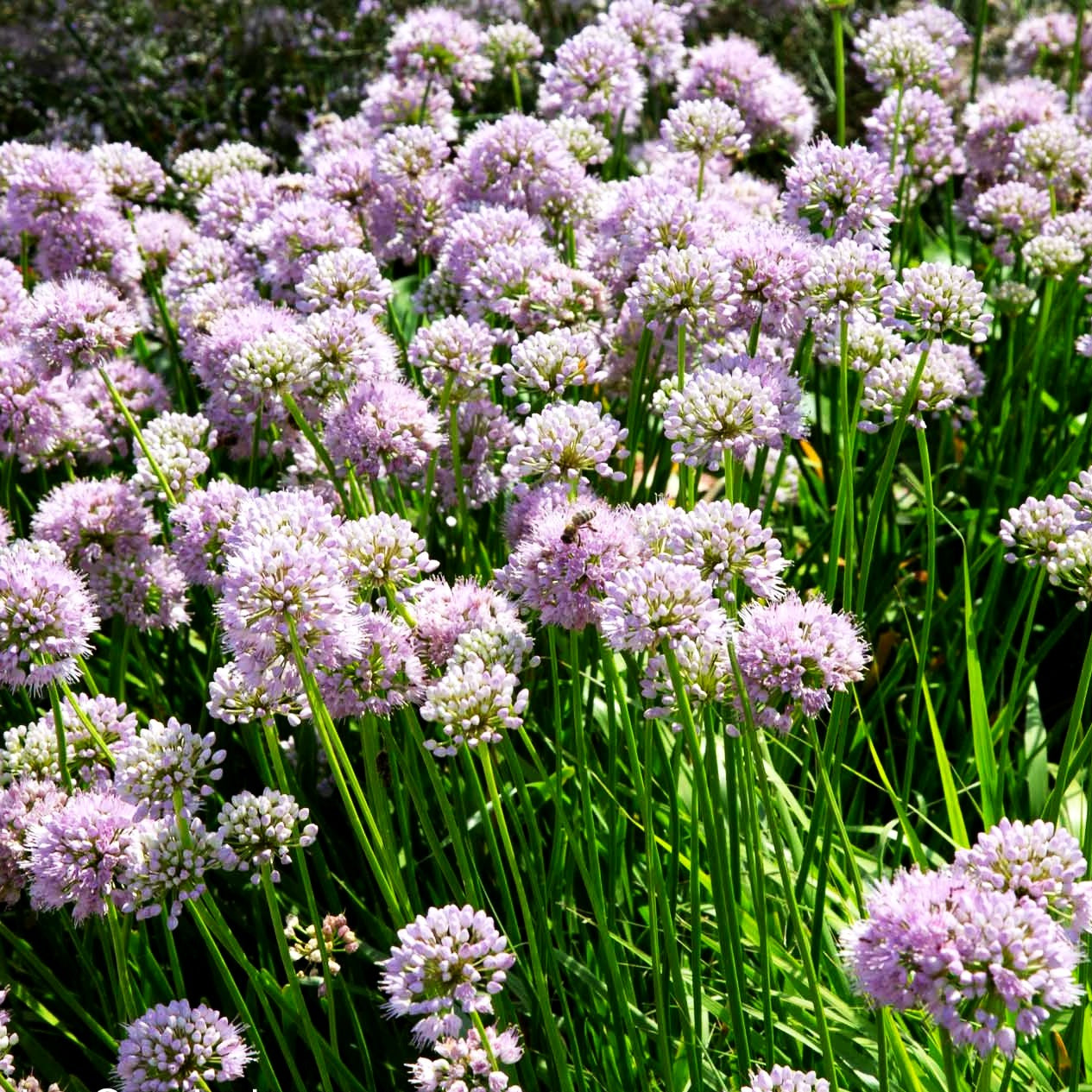 Hochsommer-Lauch 'Summer Beauty' (Allium senescens)