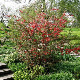 Hochwachsende Zierquitte (Chaenomeles speciosa)