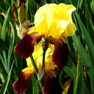 Hohe Bart-Schwertlilie 'Accent' (Iris x barb.-elat.)