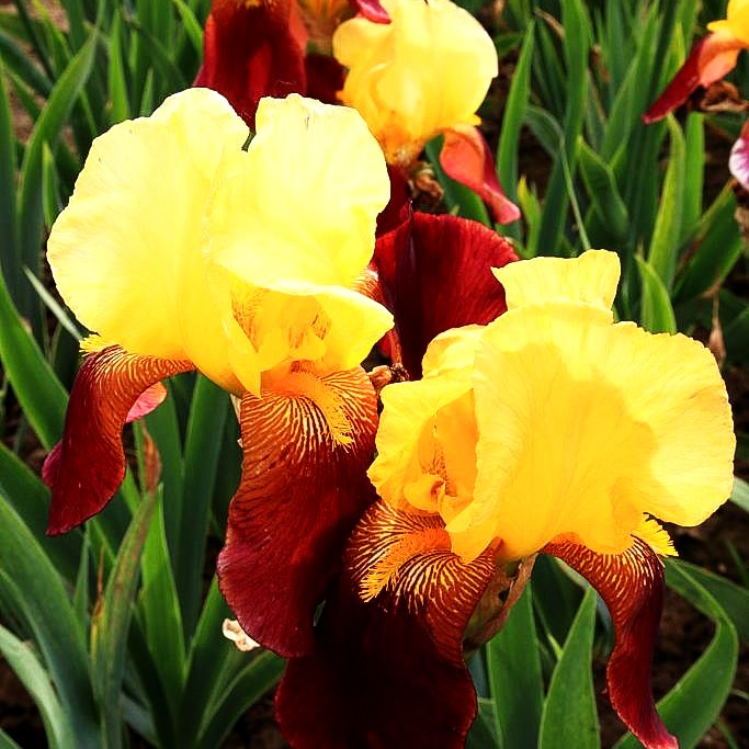 Hohe Bart-Schwertlilie 'Accent' (Iris x barb.-elat.)
