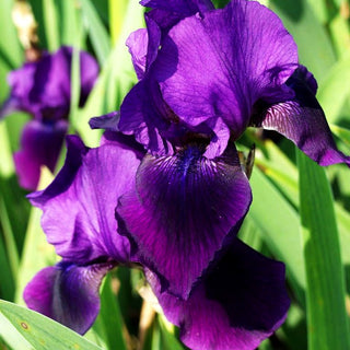 Hohe Bart-Schwertlilie 'After Dark' (Iris x barb.-elat.)