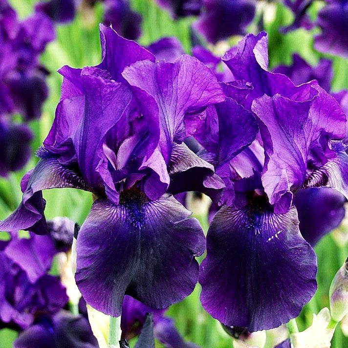 Hohe Bart-Schwertlilie 'After Dark' (Iris x barb.-elat.)