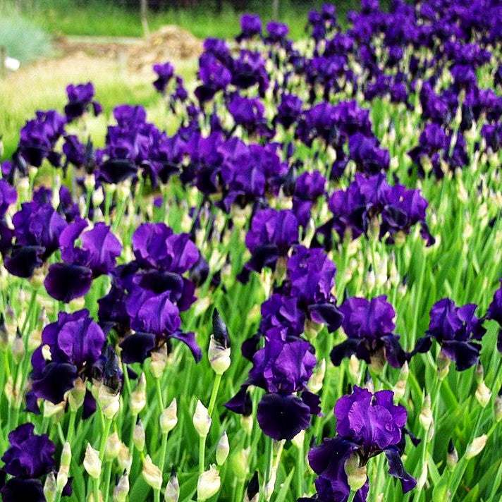 Hohe Bart-Schwertlilie 'After Dark' (Iris x barb.-elat.)