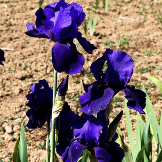 Hohe Bart-Schwertlilie 'Allegiance' (Iris x barb.-elat.)