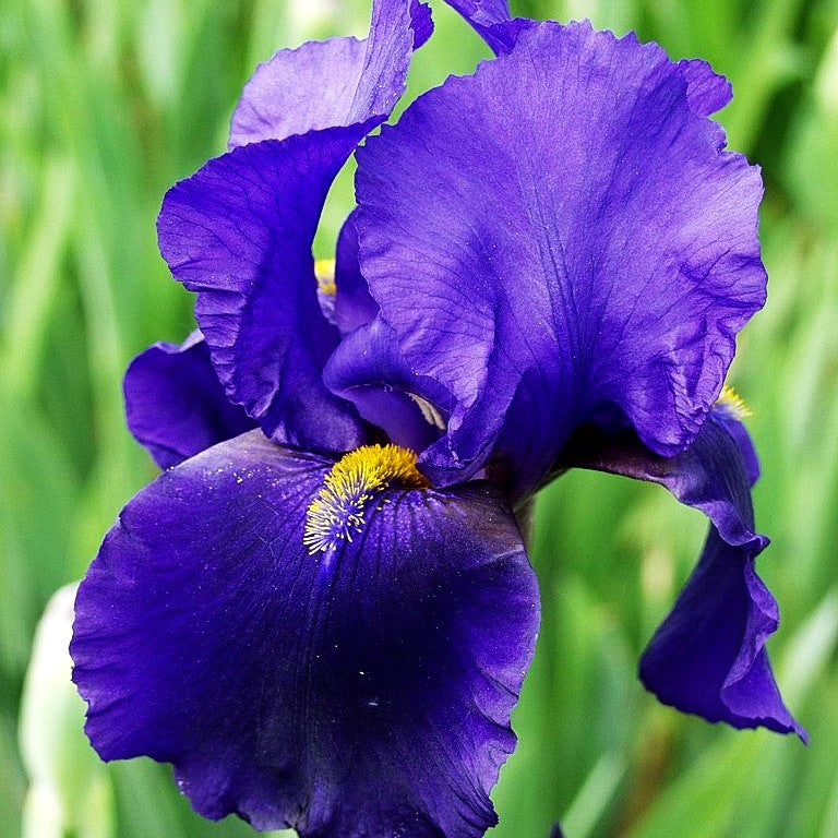 Hohe Bart-Schwertlilie 'Allegiance' (Iris x barb.-elat.)