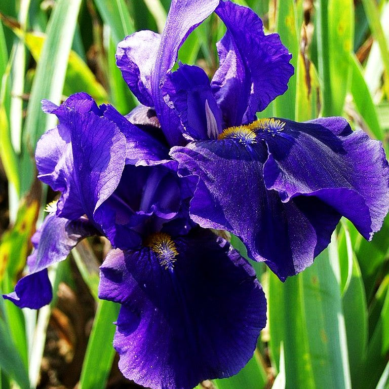 Hohe Bart-Schwertlilie 'Allegiance' (Iris x barb.-elat.)