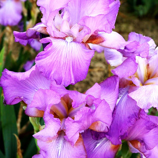 Hohe Bart-Schwertlilie 'Amethyst Flame' (Iris x barb.-elat.)