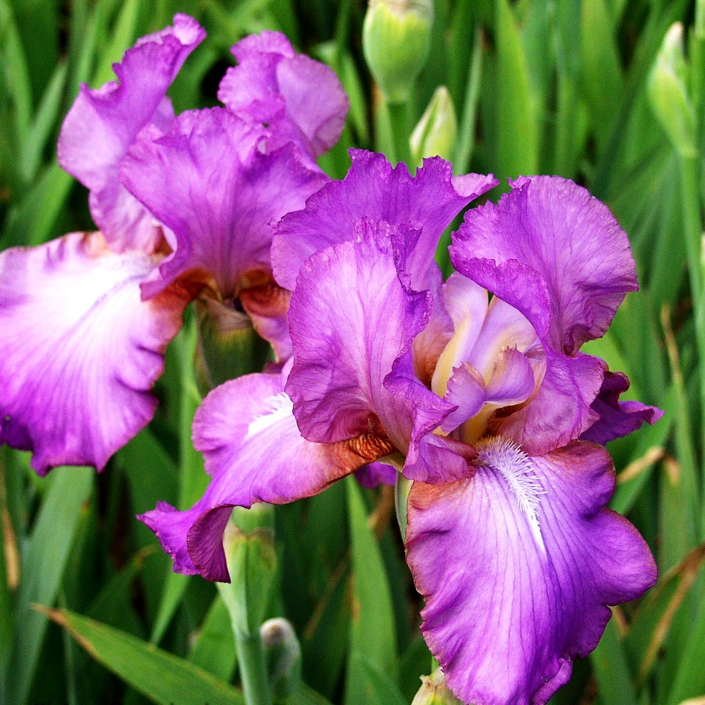 Hohe Bart-Schwertlilie 'Amethyst Flame' (Iris x barb.-elat.)