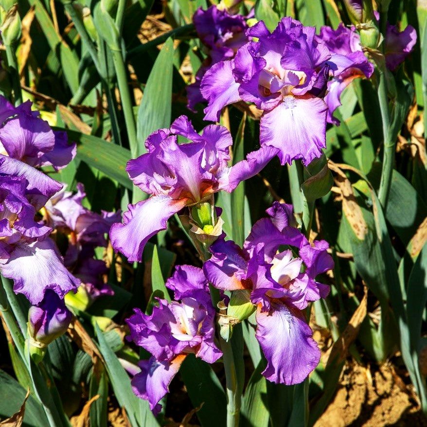 Hohe Bart-Schwertlilie 'Amethyst Flame' (Iris x barb.-elat.)