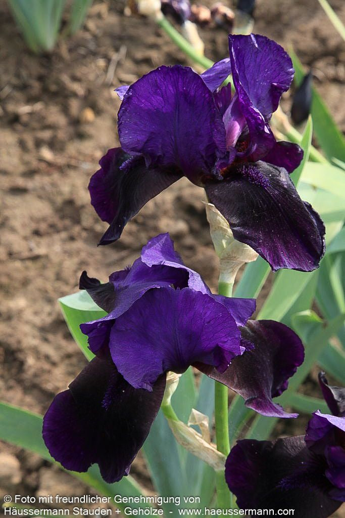 Hohe Bart-Schwertlilie 'Black Hills' (Iris x barb.-elat.)