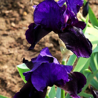 Hohe Bart-Schwertlilie 'Black Hills' (Iris x barb.-elat.)