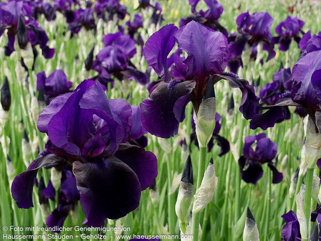 Hohe Bart-Schwertlilie 'Black Hills' (Iris x barb.-elat.)