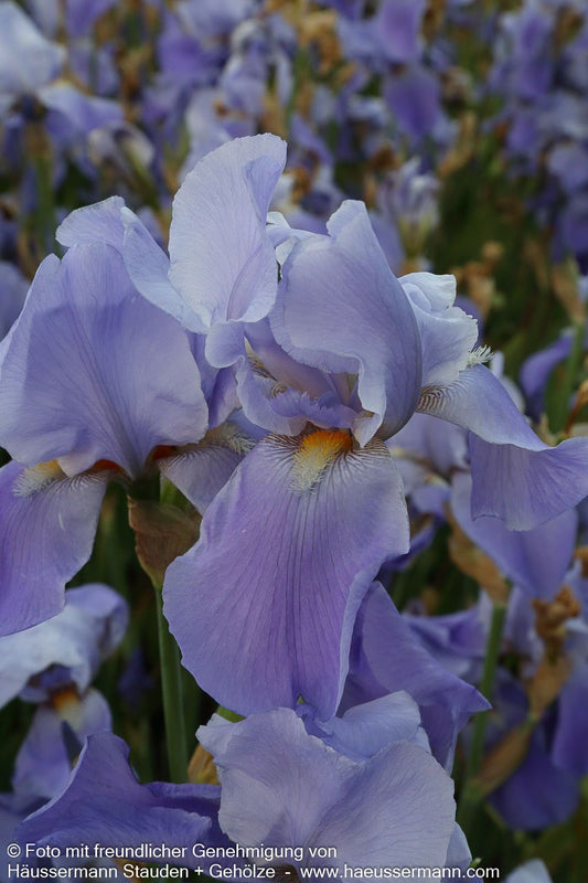 Hohe Bart-Schwertlilie 'Blue Rhythm' (Iris x barb.-elat.)