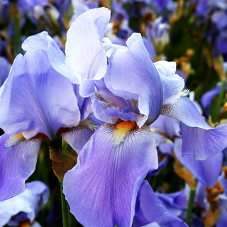 Hohe Bart-Schwertlilie 'Blue Rhythm' (Iris x barb.-elat.)