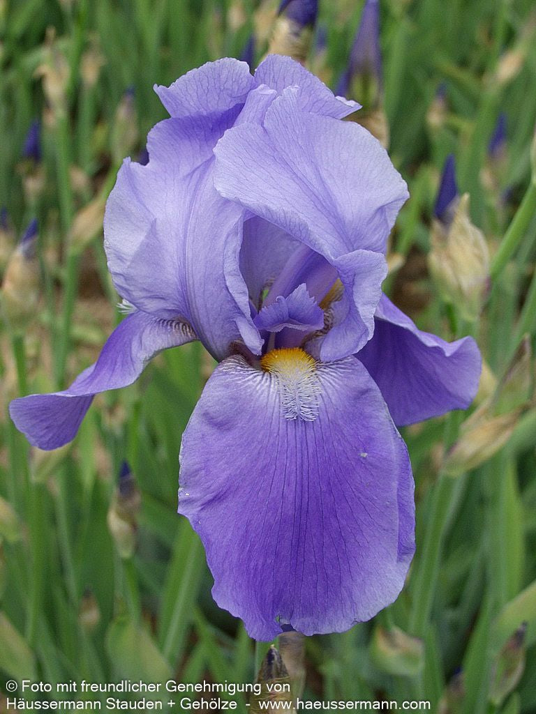 Hohe Bart-Schwertlilie 'Blue Rhythm' (Iris x barb.-elat.)