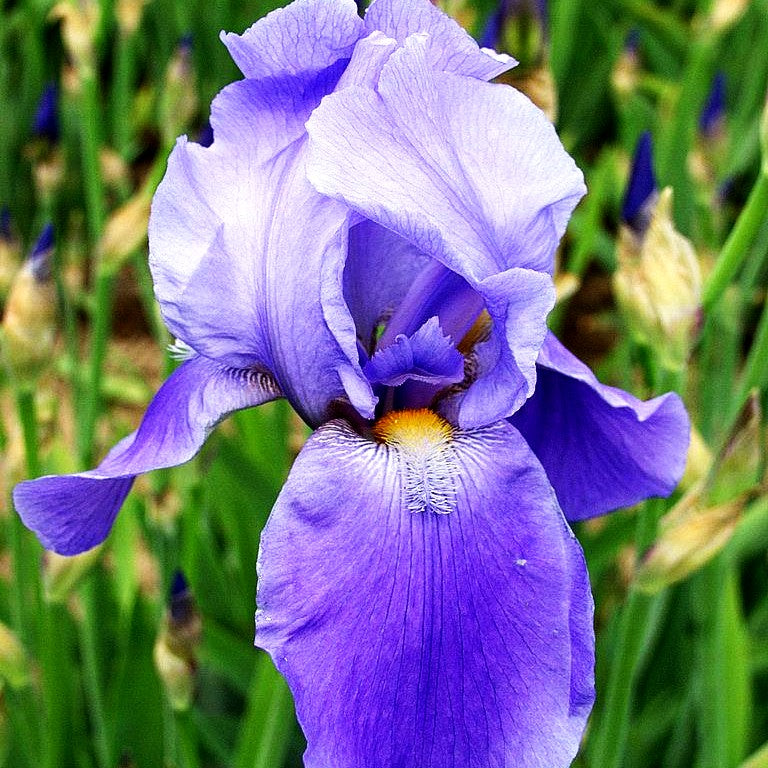 Hohe Bart-Schwertlilie 'Blue Rhythm' (Iris x barb.-elat.)