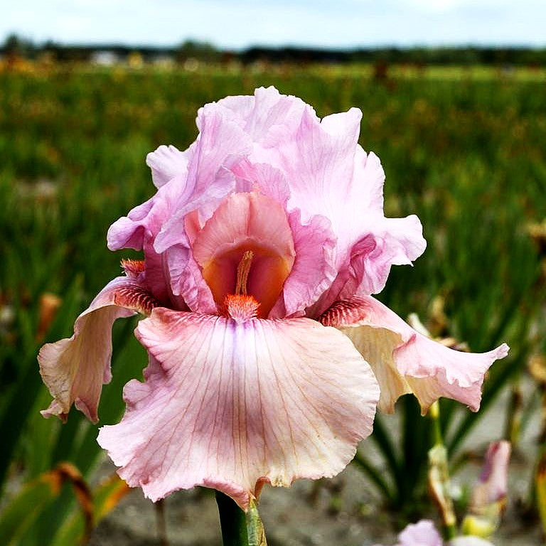 Hohe Bart-Schwertlilie 'Blushing Pink' (Iris x barb.-elat.)