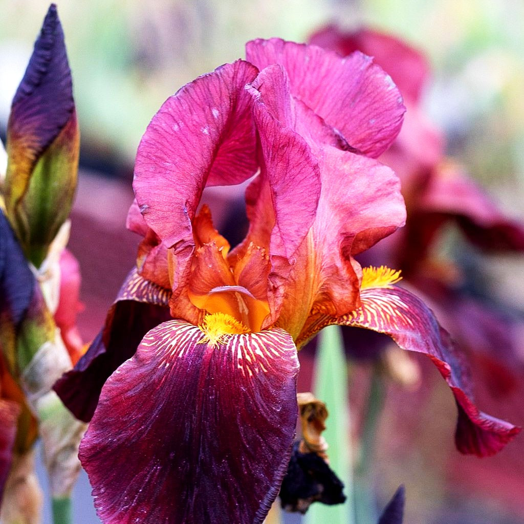 Hohe Bart-Schwertlilie 'Caldron' (Iris x barb.-elat.)