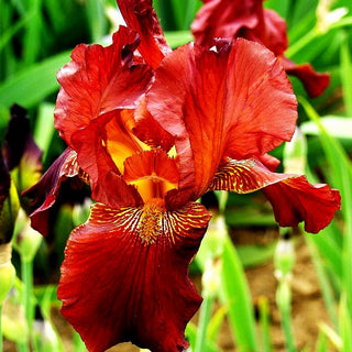 Hohe Bart-Schwertlilie 'Caldron' (Iris x barb.-elat.)
