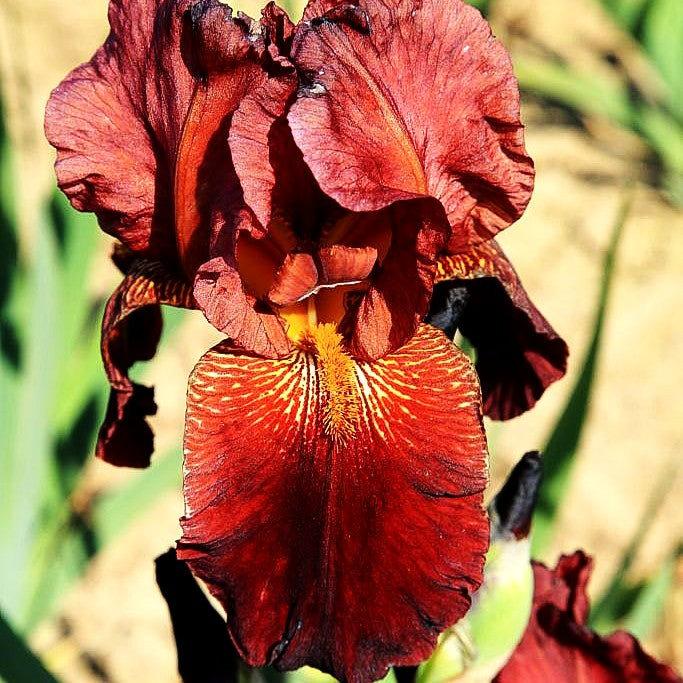 Hohe Bart-Schwertlilie 'Caldron' (Iris x barb.-elat.)