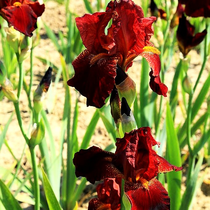 Hohe Bart-Schwertlilie 'Caldron' (Iris x barb.-elat.)