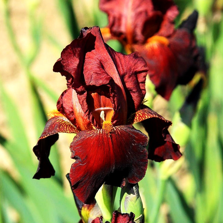 Hohe Bart-Schwertlilie 'Caldron' (Iris x barb.-elat.)