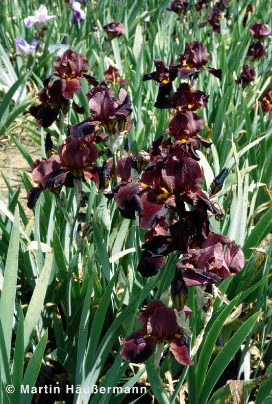 Hohe Bart-Schwertlilie 'Caliente' (Iris x barb.-elat.)